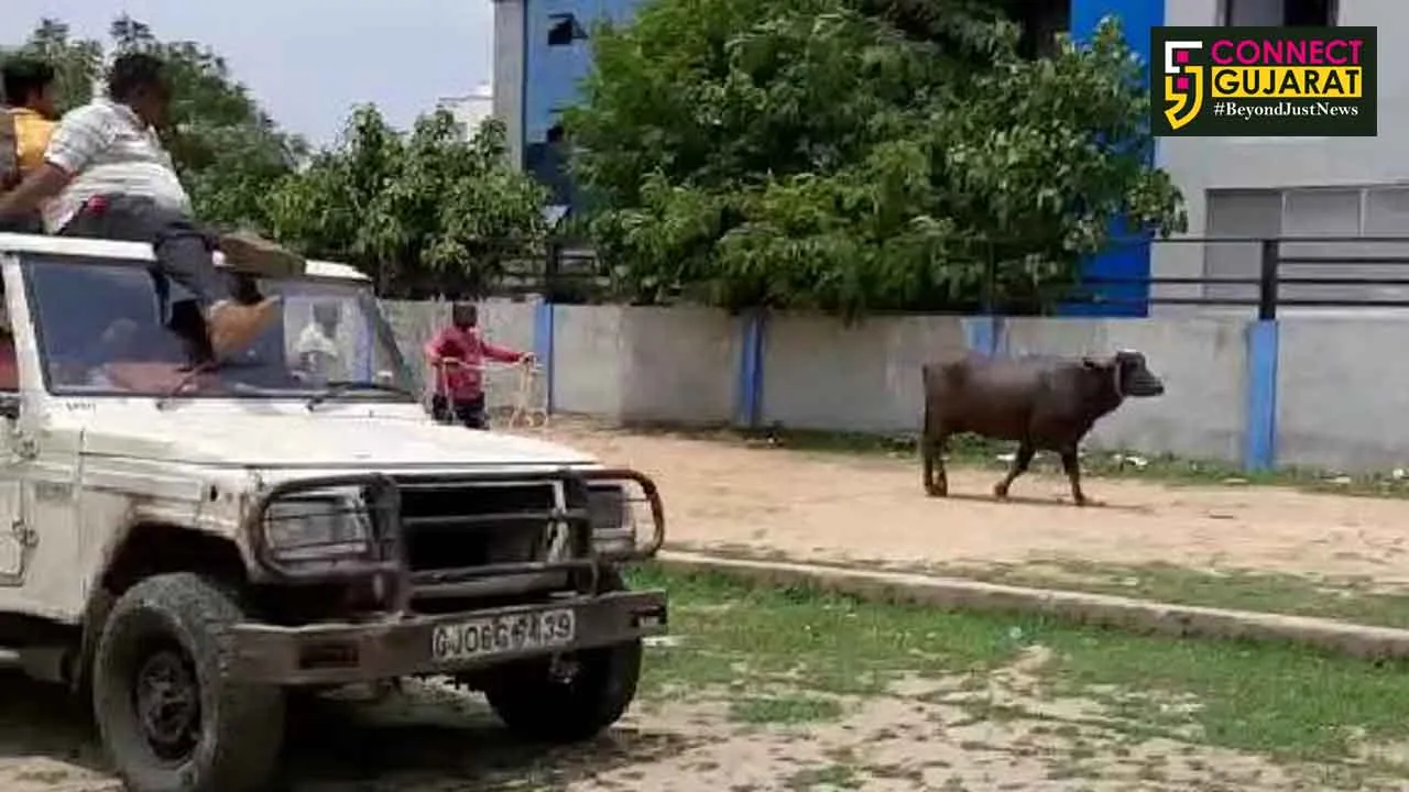 VMSS cattle party on run for hours to caught a buffalo