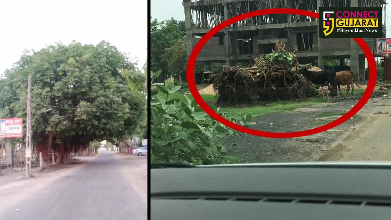 Local builder cut down 90 years old Banyan tree in Vadodara
