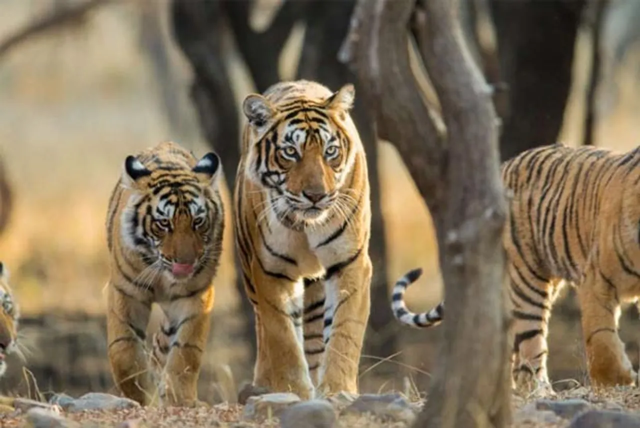Bihar govt identifies Kaimur forests for tiger reserve