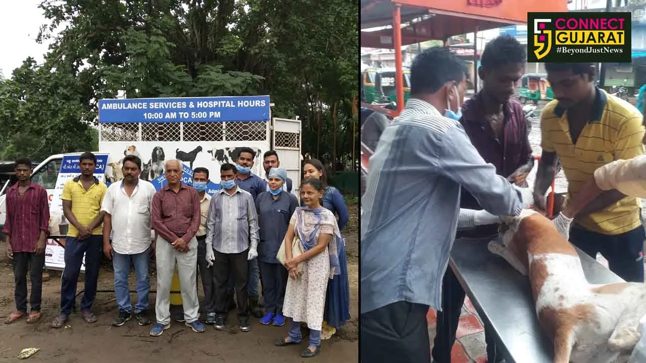 Medical camp for stray animals and pets affected by recent floods