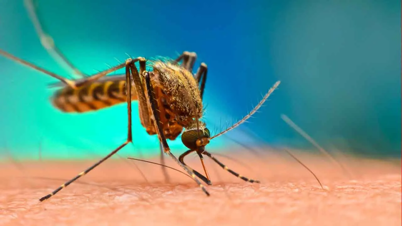 #WorldMosquitoDay : August 20