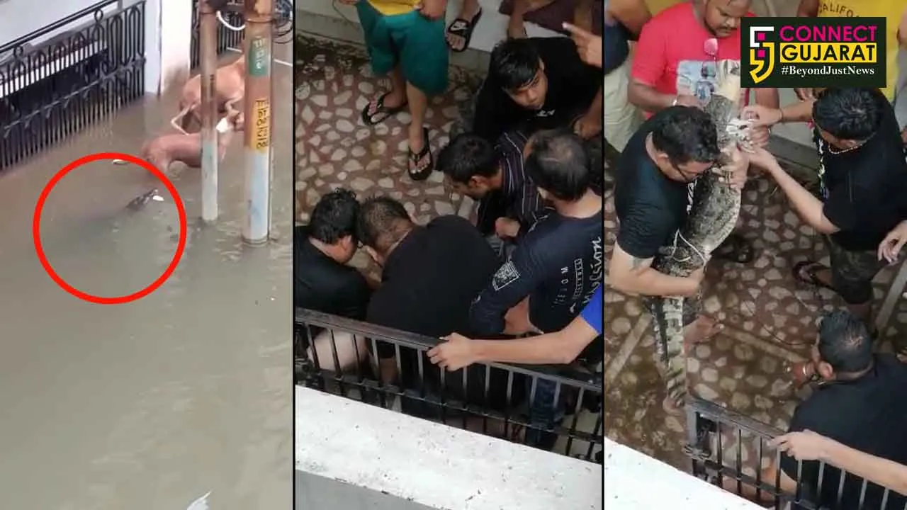 Crocodile entered inside residential area in Vadodara