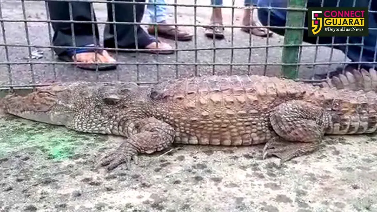 Forest department rescue crocodile from temporary pond at Navlakhi ground