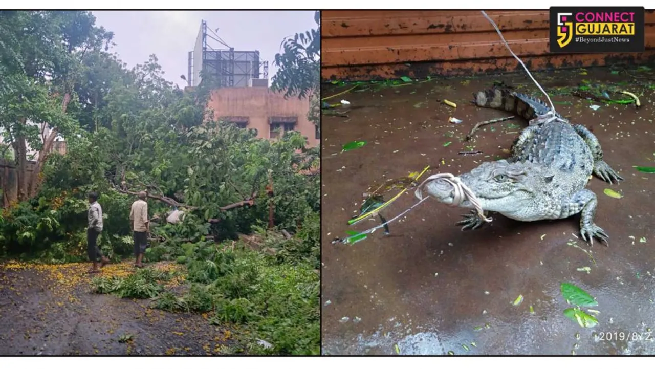 Nearly 30 animals rescued by forest department teams in flood affected Vadodara