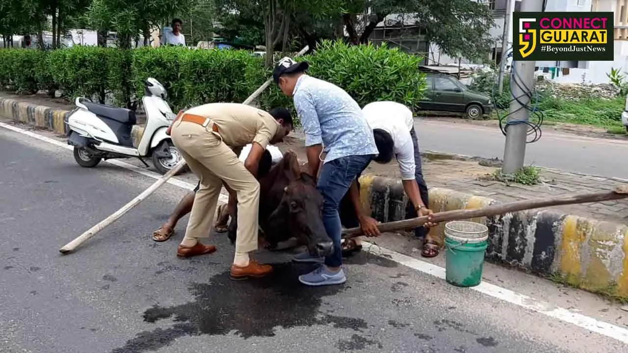 Cow rescued by Vadodara police PSI