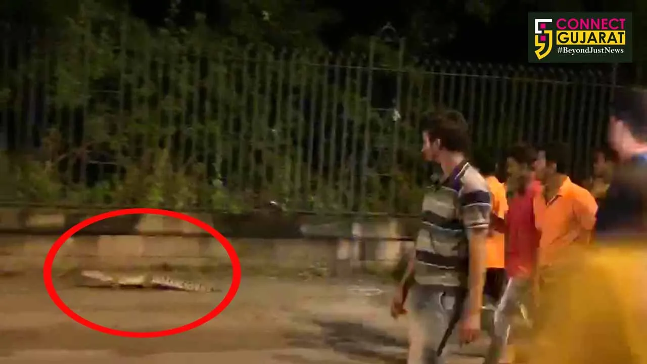 Shocking video of crocodile found roaming on the road in Vadodara