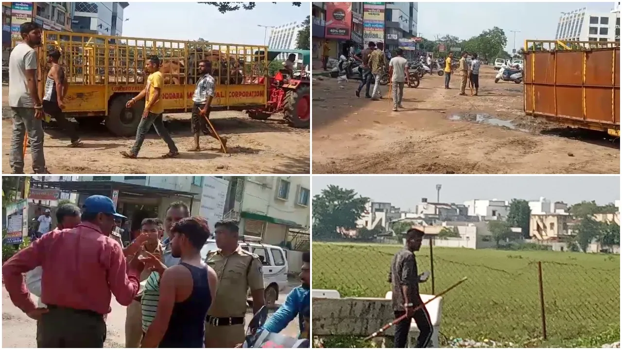 Cattle keepers in Vadodara attacked the corporation cattle team