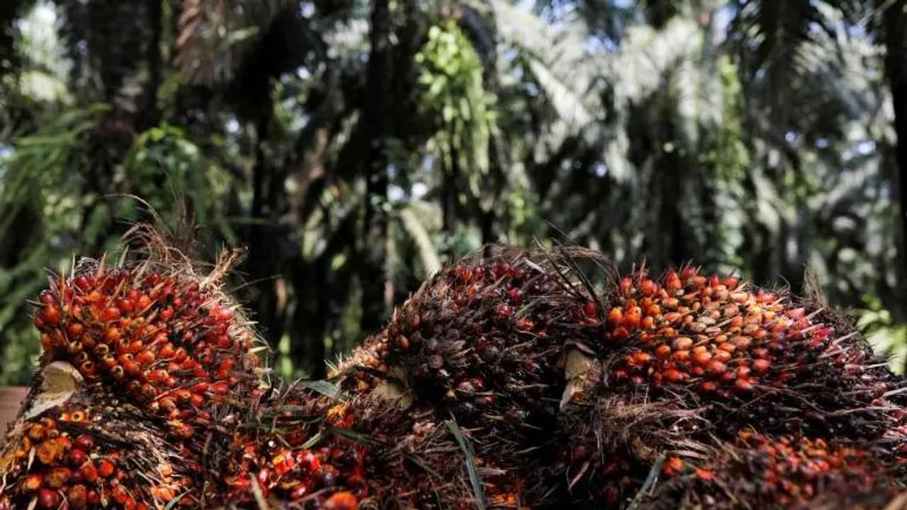 India may restrict imports of palm oil, other goods from Malaysia