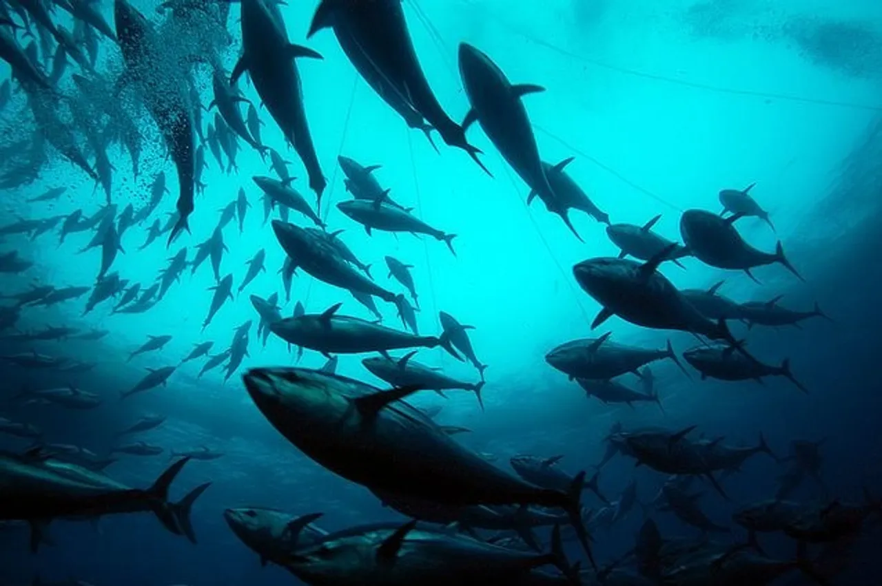 World Fisheries Day is celebrated every year on November 21