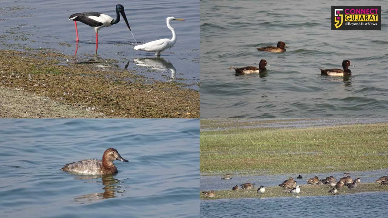 Bird Counting carries out at Wadhwana Lake