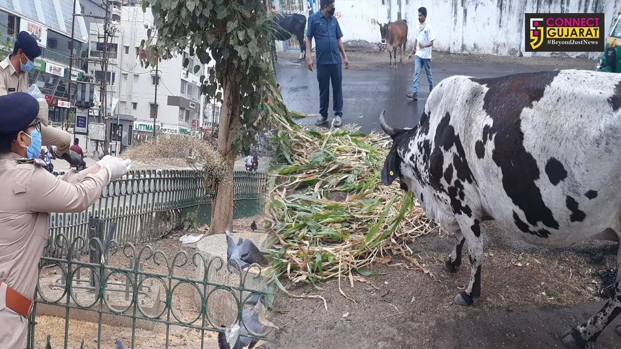 Vadodara city police comes to the rescue of animals during lockdown
