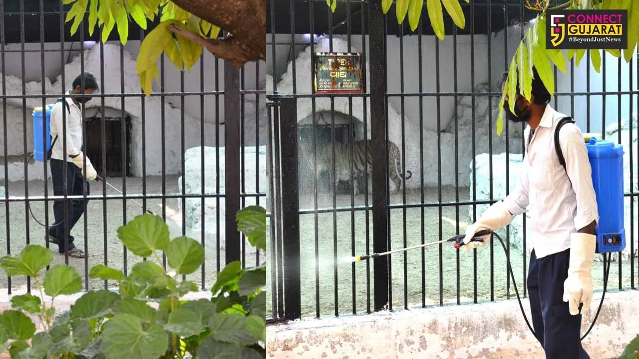 Vadodara zoo more protective of animals against coronavirus