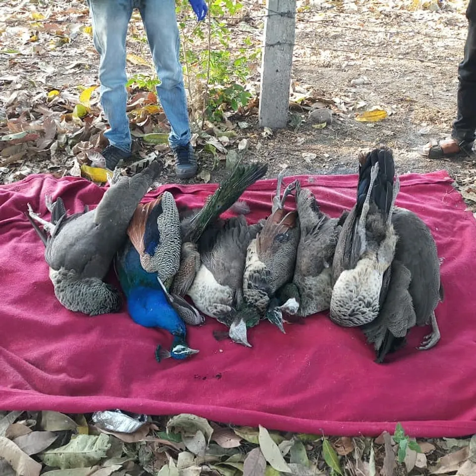 Scores of birds including Peacocks, Pheasants found dead in fields near Ankodia village