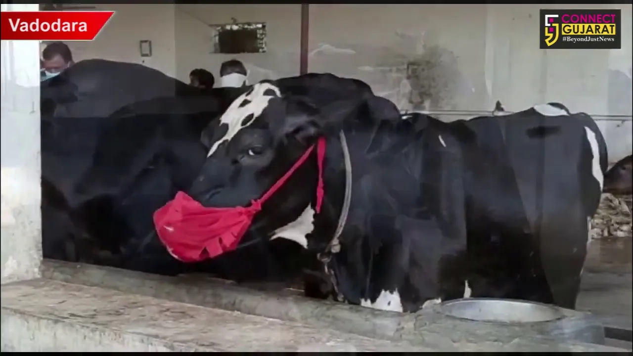 Gaupalak at Waghodia taking preventive steps to save his cows from Coronavirus