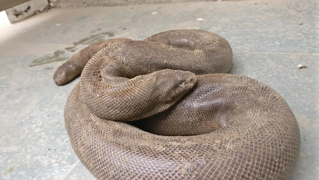 GSPCA and forest department detained three for possessing a Red Send Boa