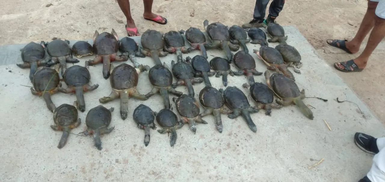 31 turtles found dead inside Kamla Nagar lake in Vadodara