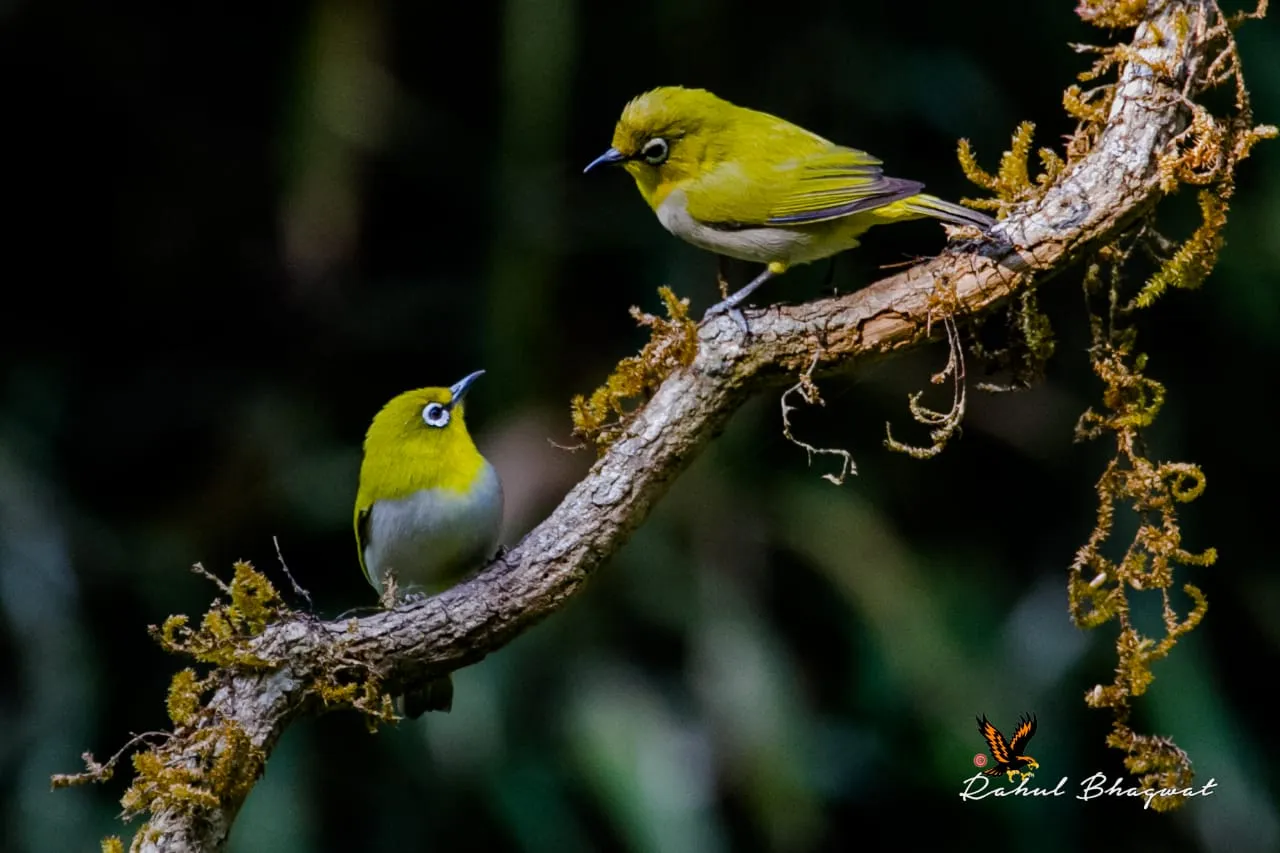 Vadodara photographer made bird watching book based on his photography at Ratan Mahal