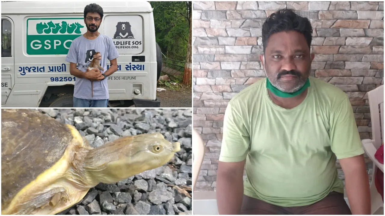 GSPCA and Vansda forest department rescued one turtle and baby Bonnet macaque from Vansda