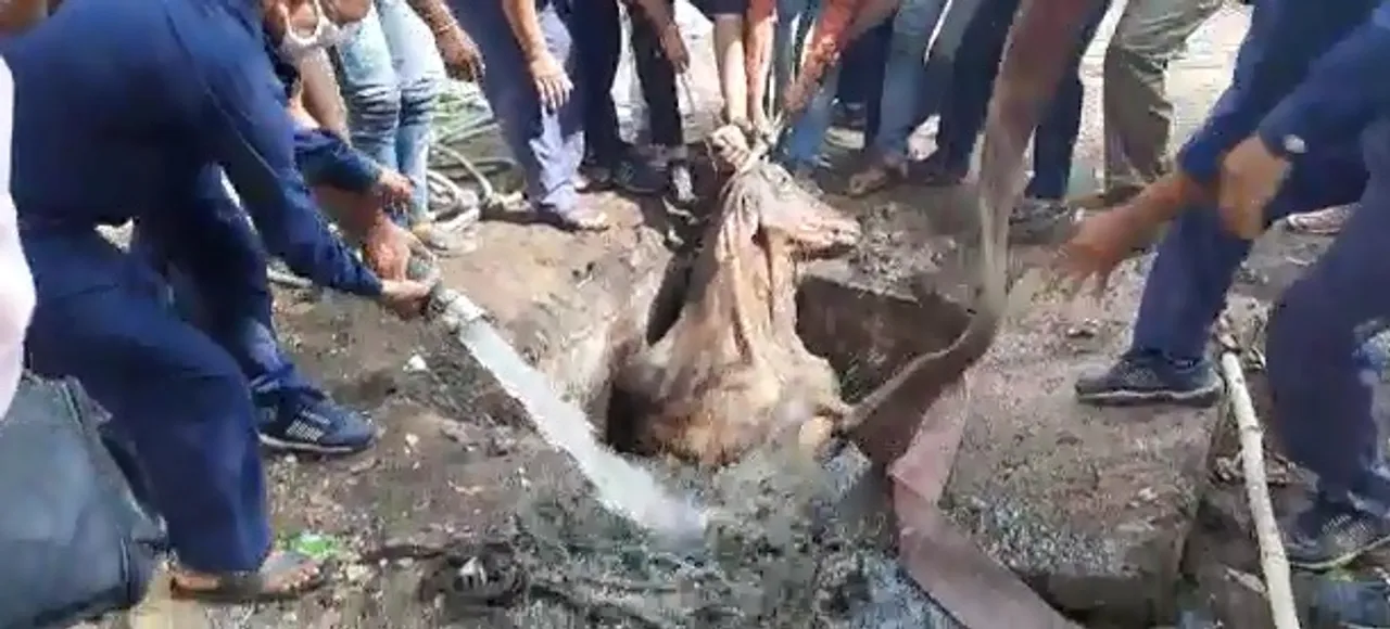 Vadodara fire brigade rescued a cow stuck inside drainage pit