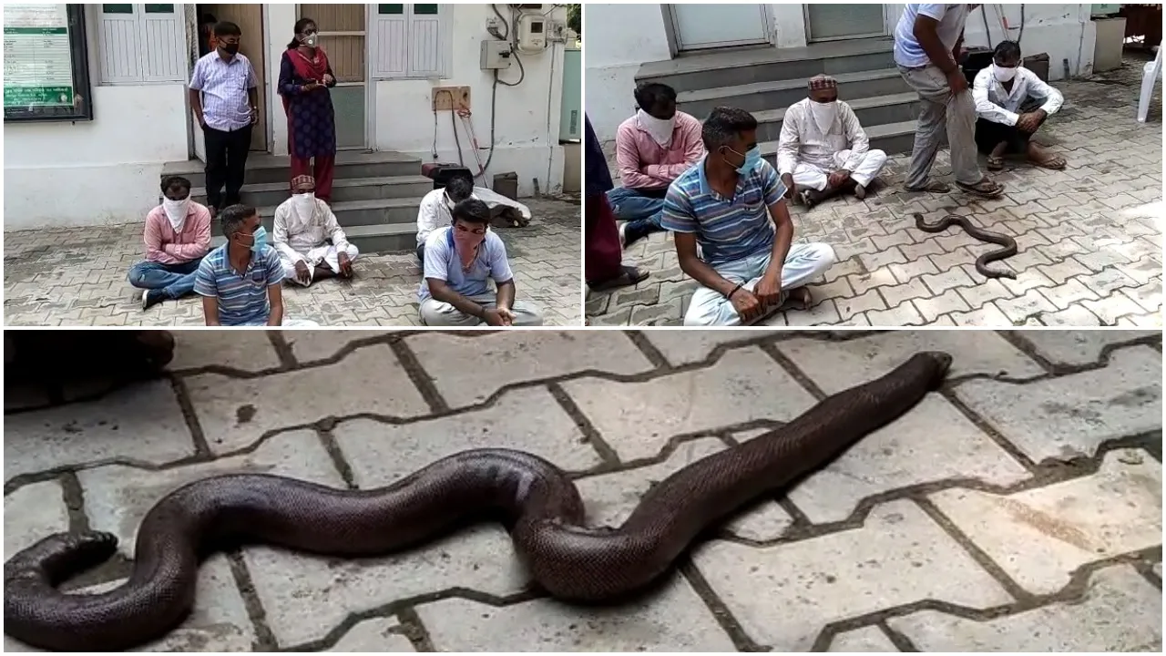 Forest department arrested five with Common Sand Boa