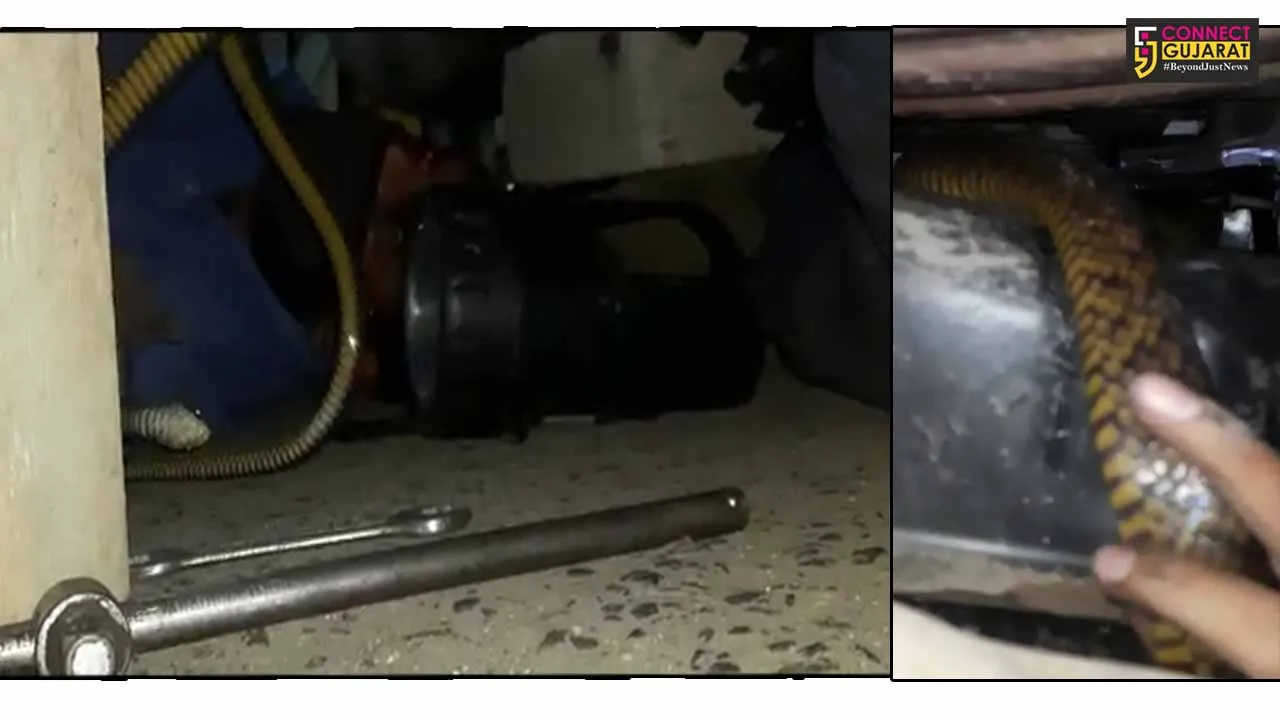 Snake rescued from car engine in Vadodara