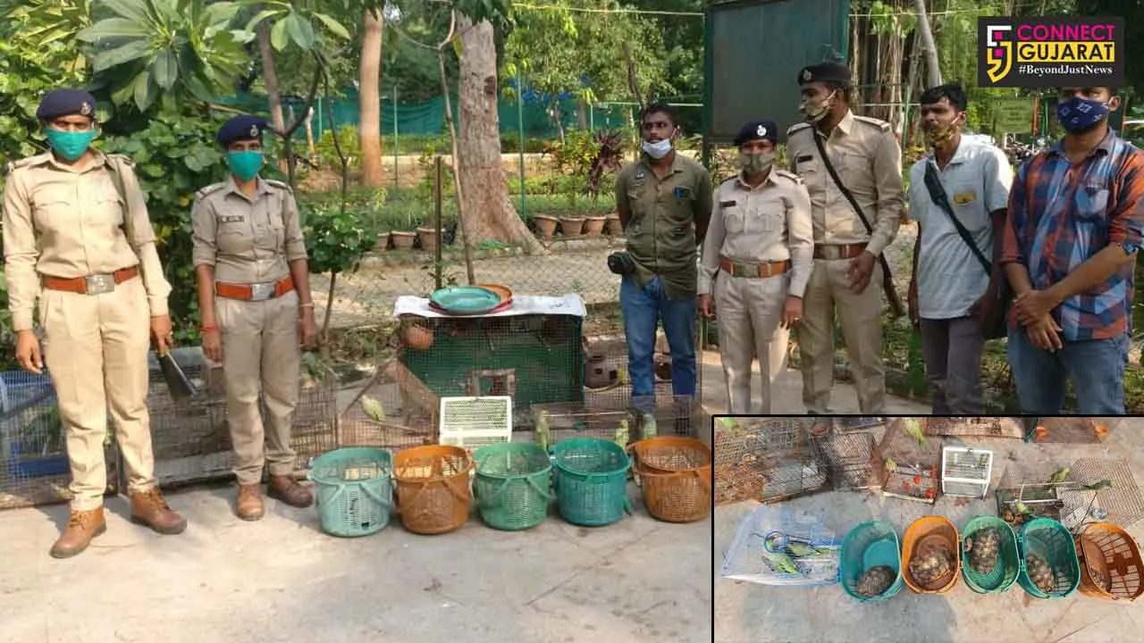 GSPCA along with Vadodara Wildlife Division rescued birds and animals from captivity