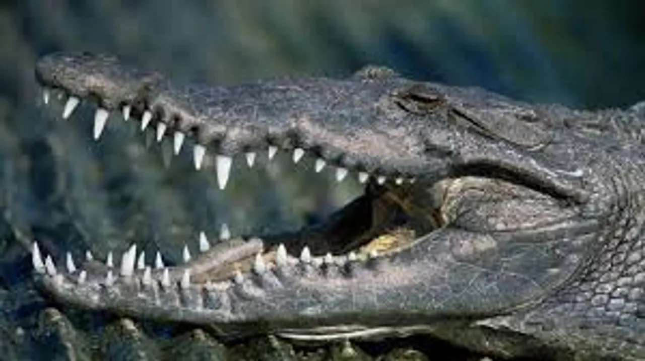Middle aged man died in crocodile attack near Phulwadi village Chandod