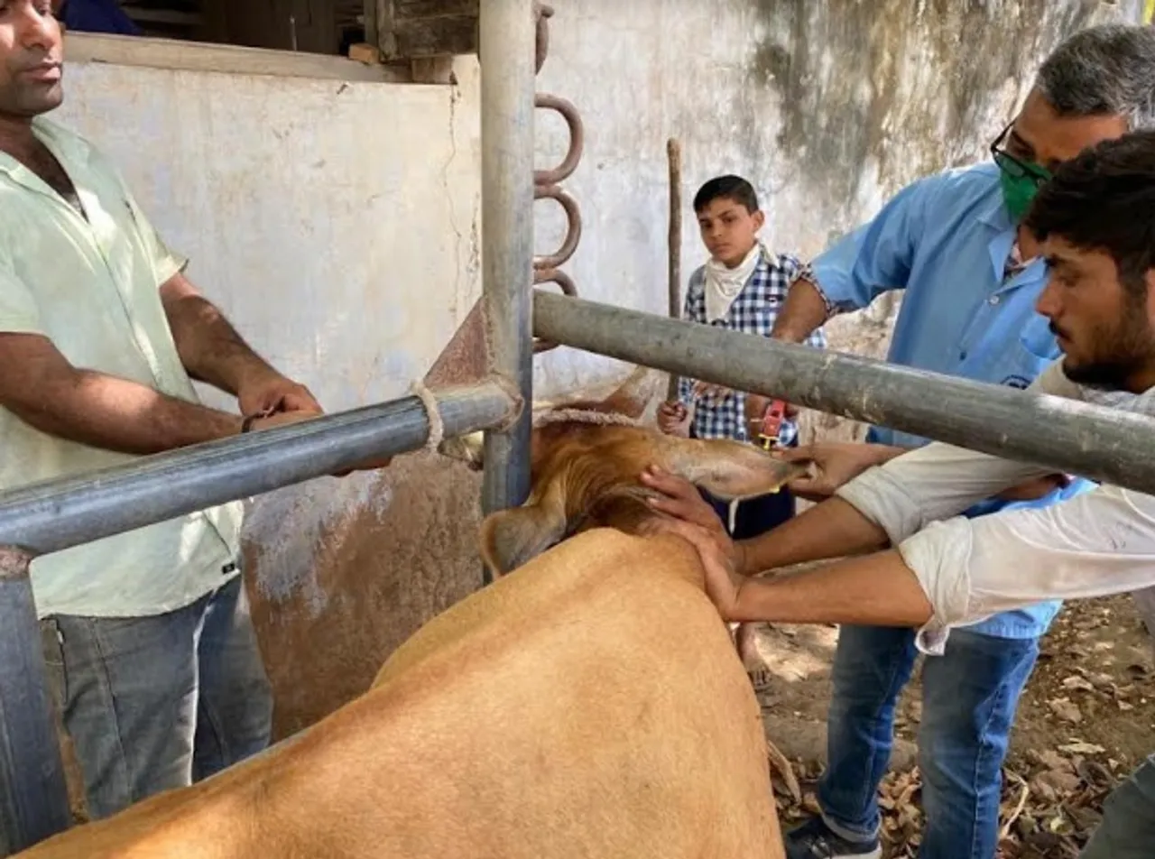Campaign underway to ear tag four and a half lakh animals in Vadodara district