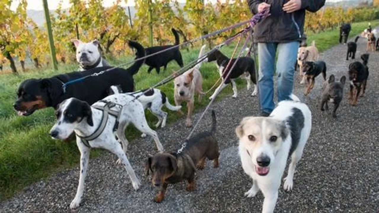 Police complaint against person for running pet dogs behind playing children in Vadodara