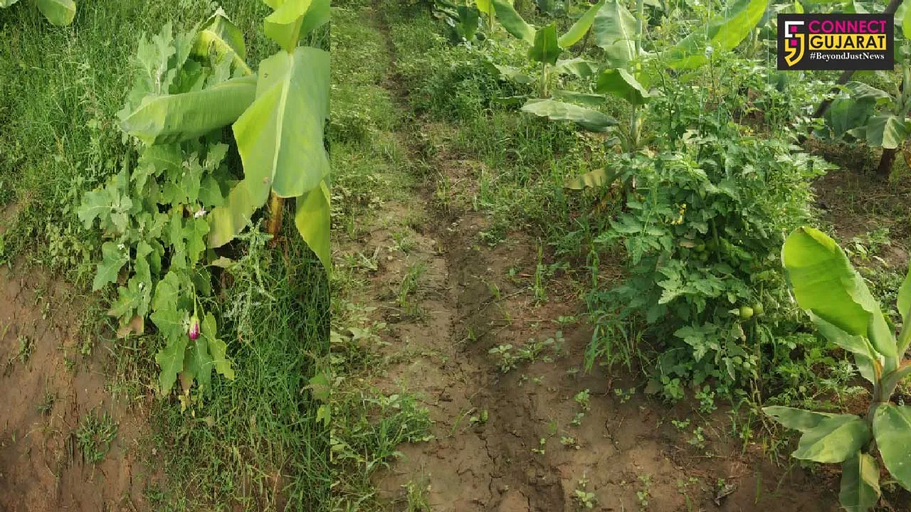 Savli farmer grow many crops in one farm with cow based farming