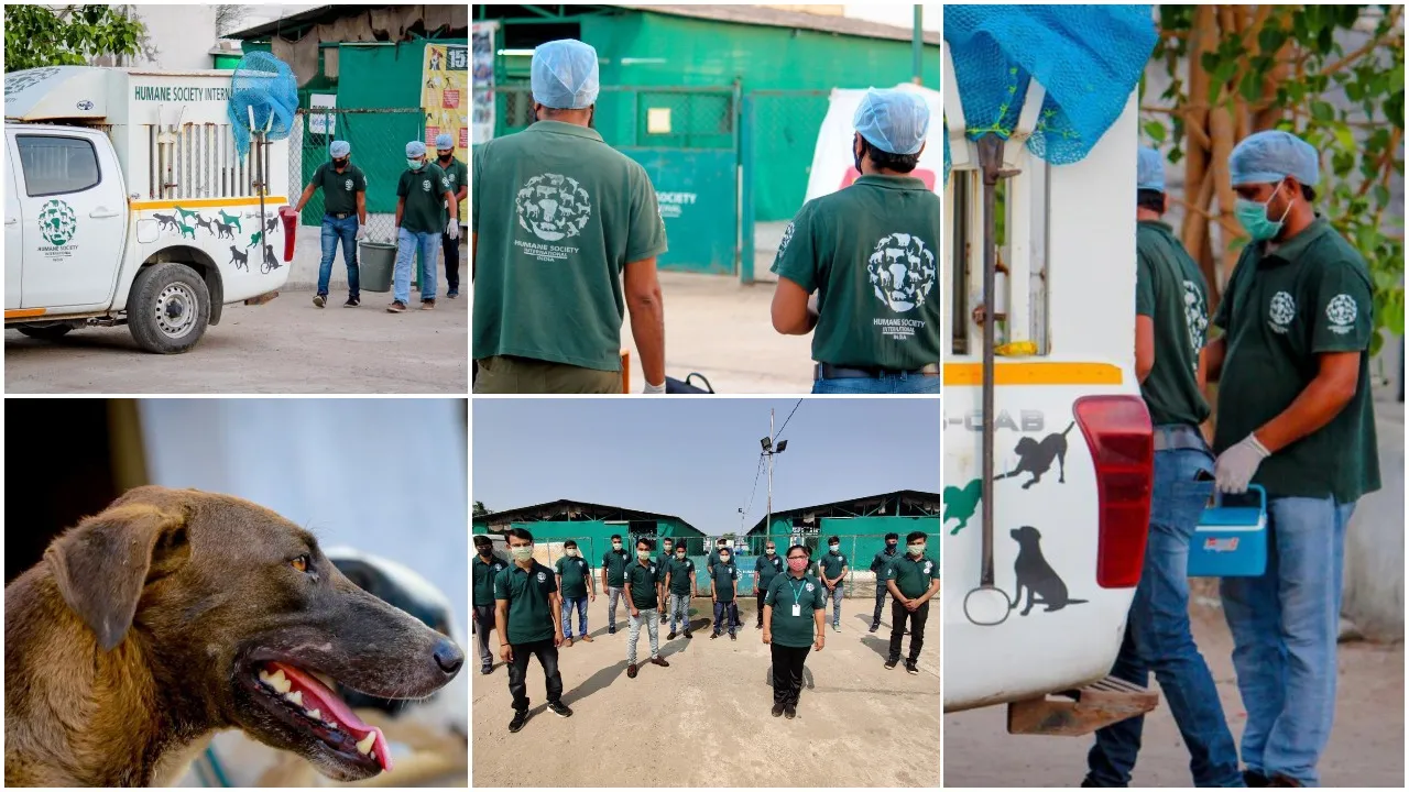 HSI India sterilizes 70% of street dogs in Vadodara for two consecutive years