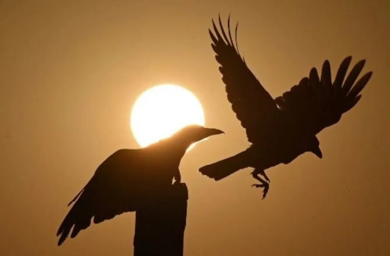 Bird flu virus: warning sounded in Rajasthan’s Jhalawar district