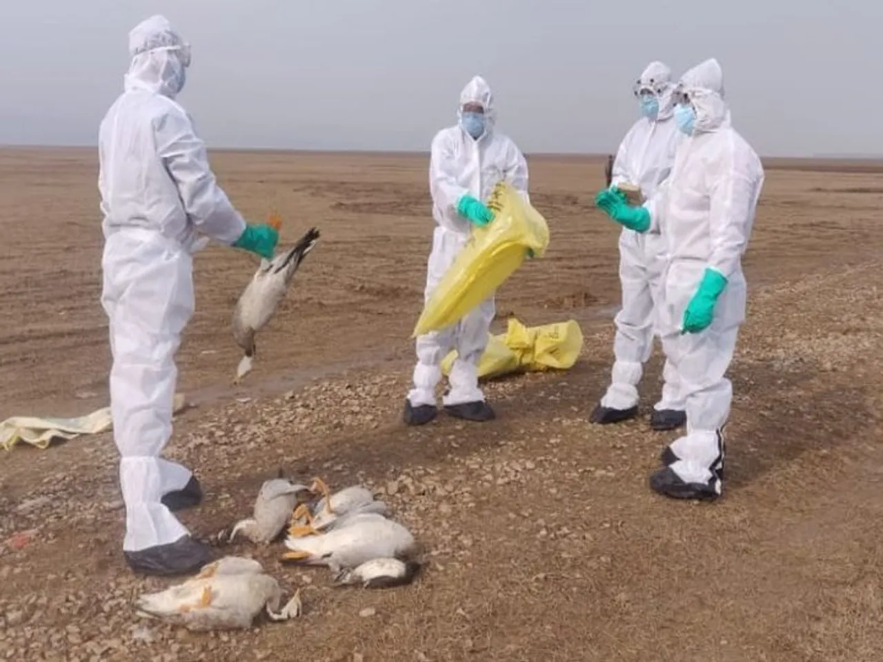 Bird flu outbreak: from Kerala to Rajasthan