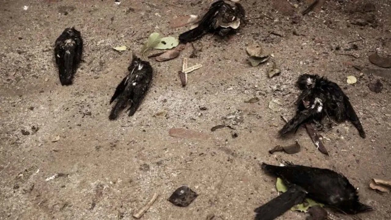 Samples from Vasantpura village in Savli tested positive of bird flu