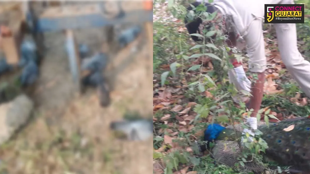 Reports of Kia, Atali, Reliance Township and Sindhrot bird deaths reported bird flu negative