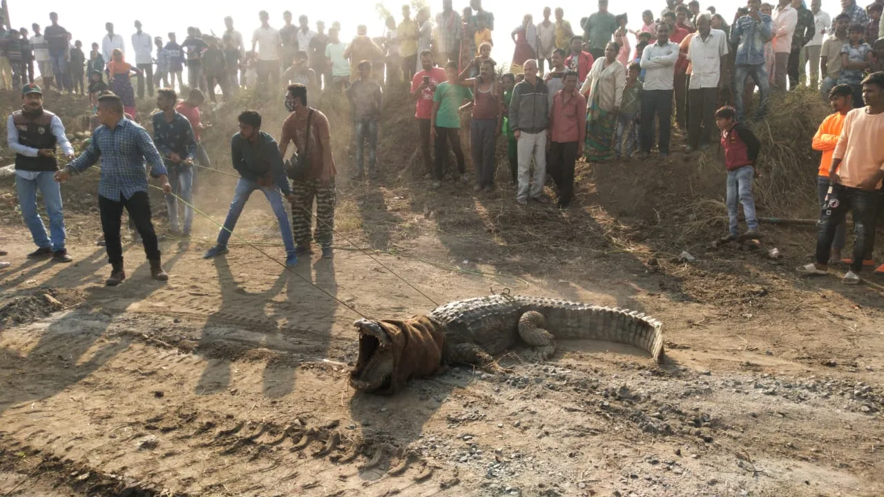 11 feet long crocodile weighing around 400 kg rescued from Asoj