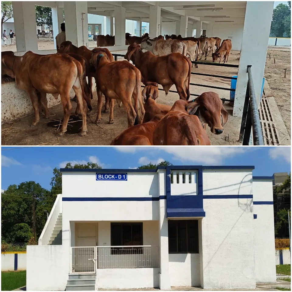 Open Jail and Gaushala Facility at Danteshwar a part of Vadodara Central Jail