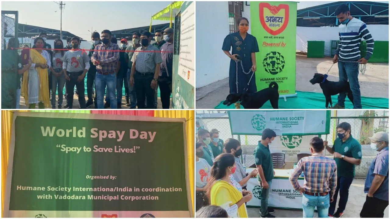 Sterilization drive held in Vadodara for community-owned dogs on World Spay Day