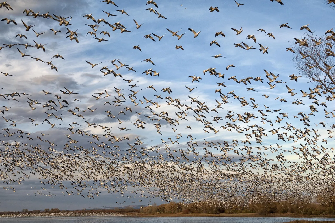 Death of 27 migratory birds leads to Bird Flu scare in Himachal Pradesh