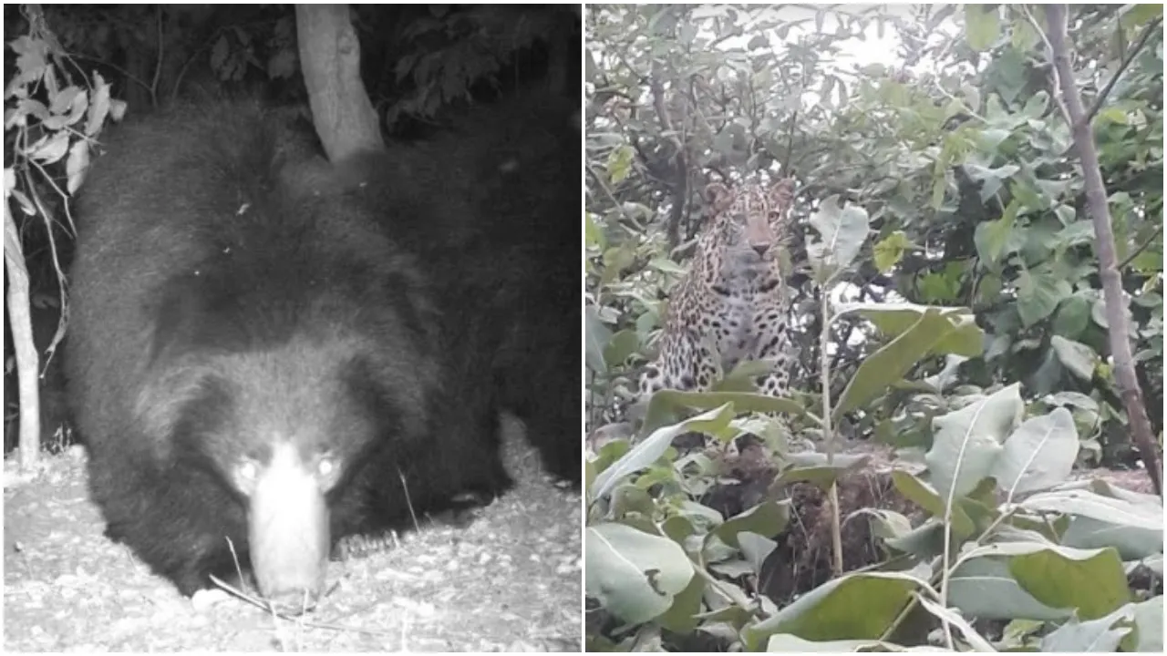 Forests near Vadodara boasts of good population of bears and leopards