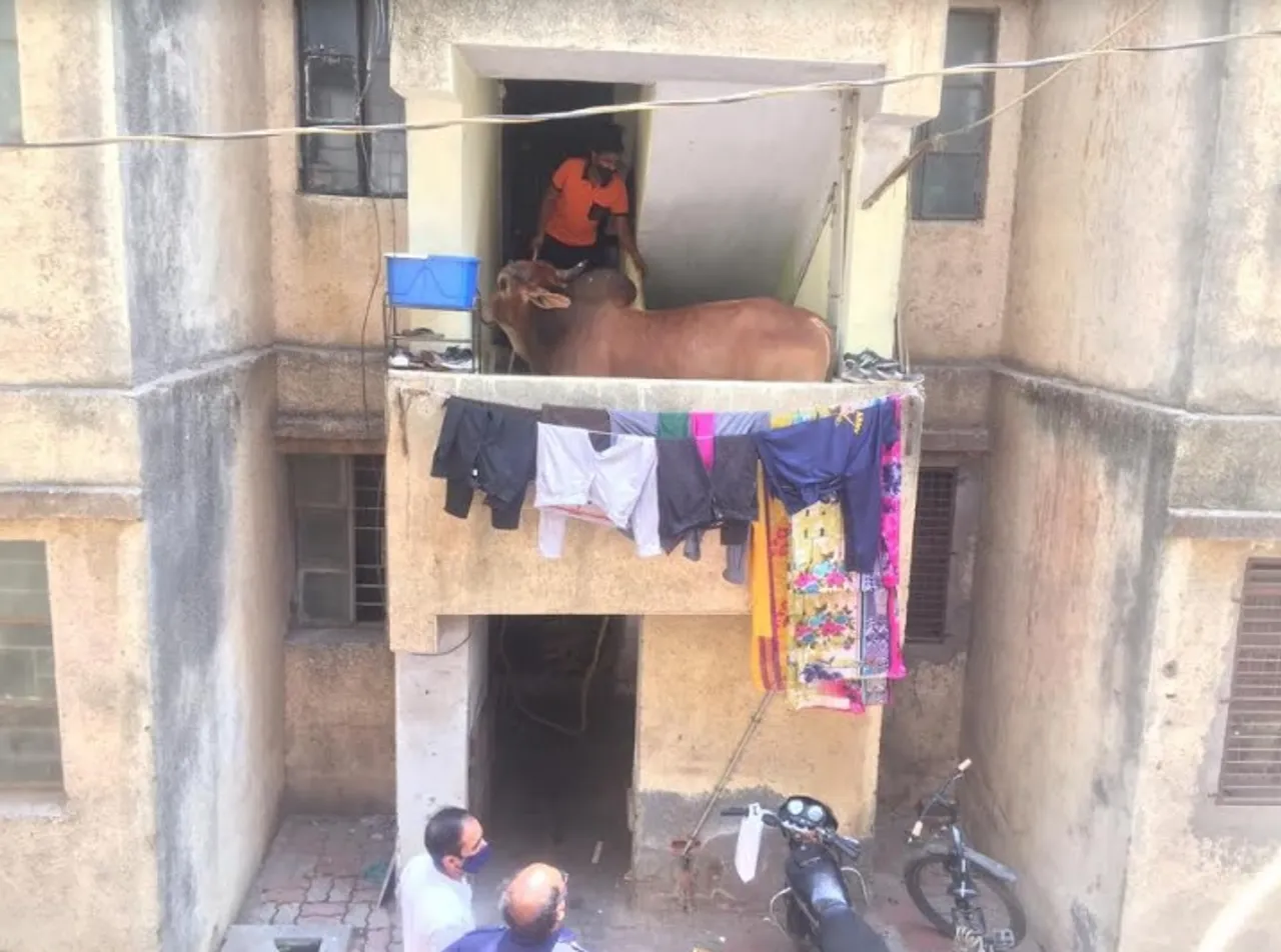 Bull trapped in residential apartment in Vadodara