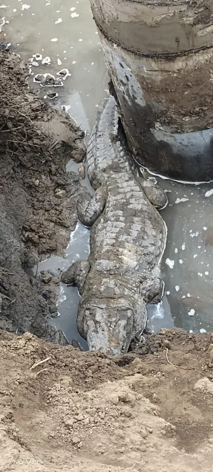 12-foot crocodile rescued from a pit of under construction bridge in Vadodara