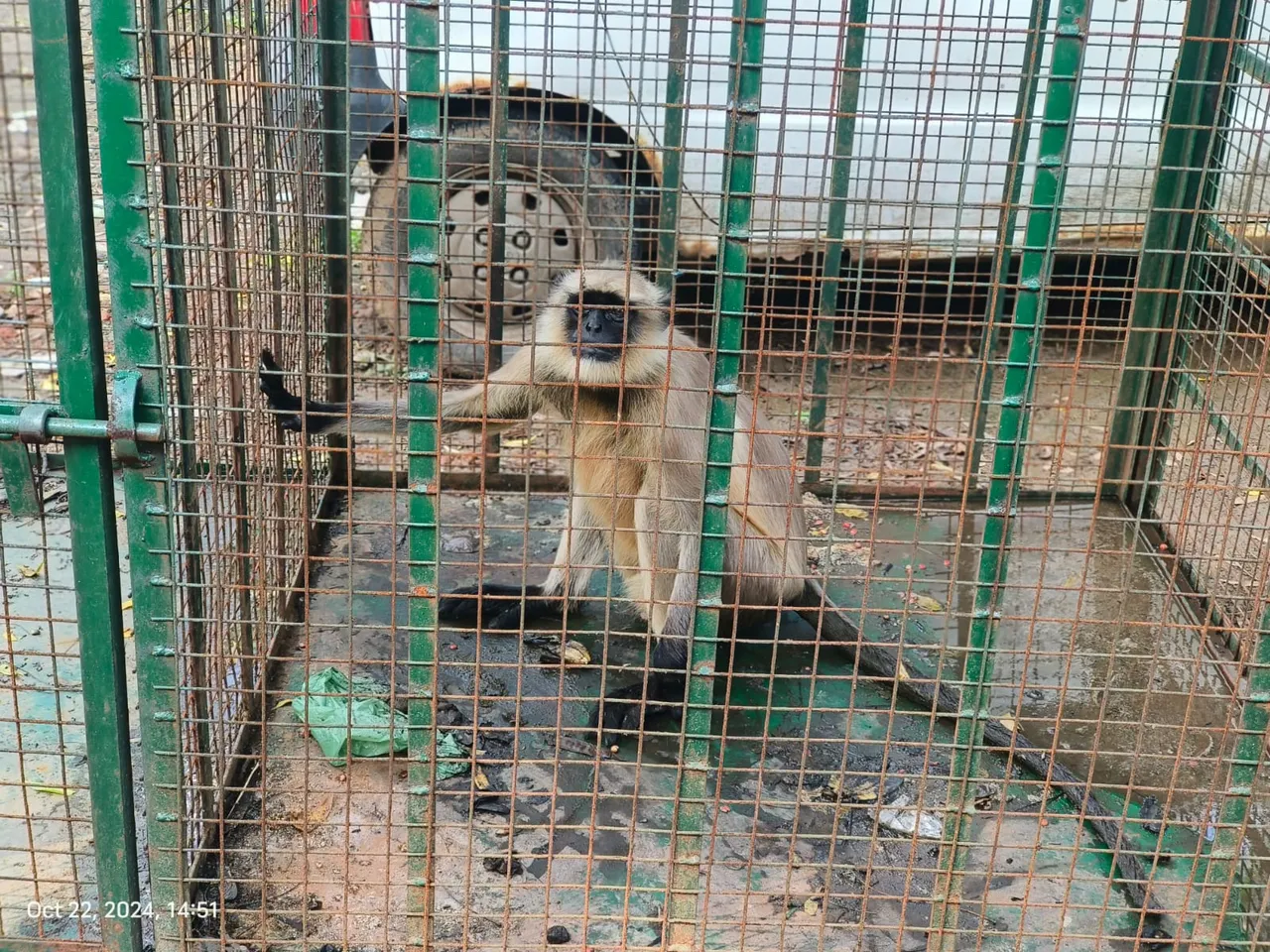Monkey Cought