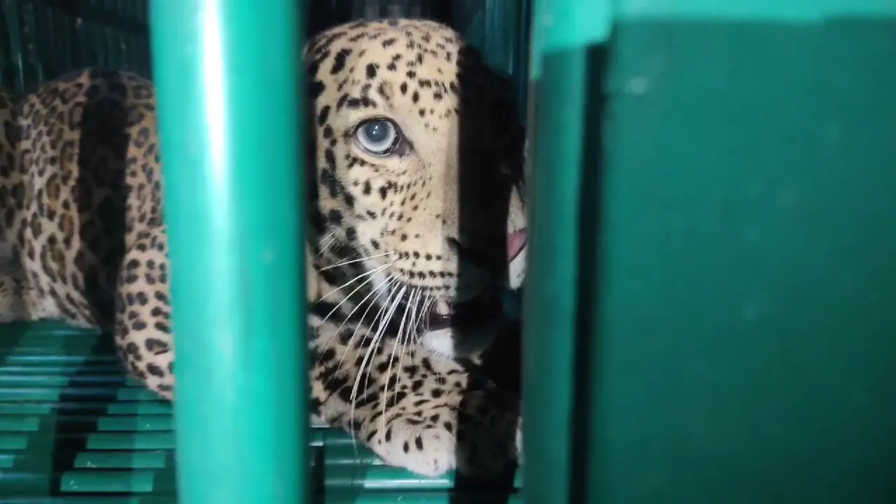 vlcsnap-2024-11-02-21h00m05s969