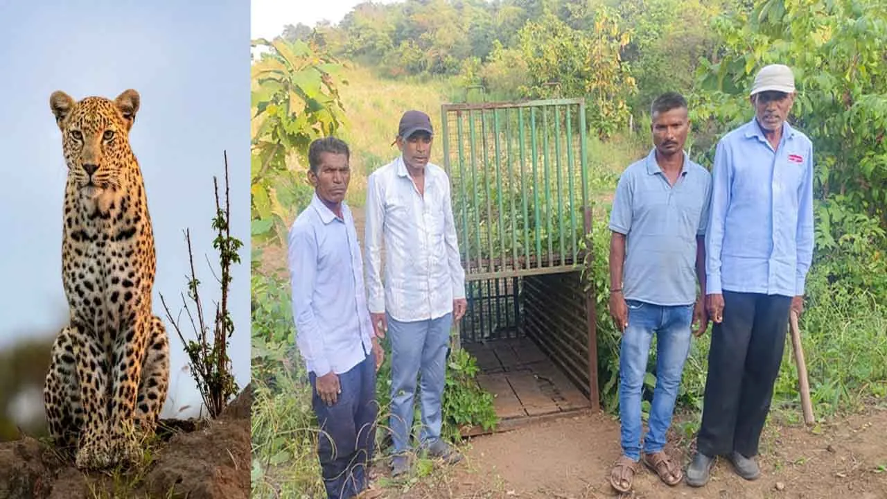 Vankol Village Leopard 