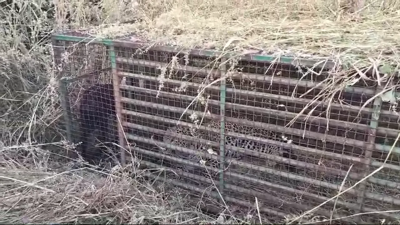 Leopard Trap