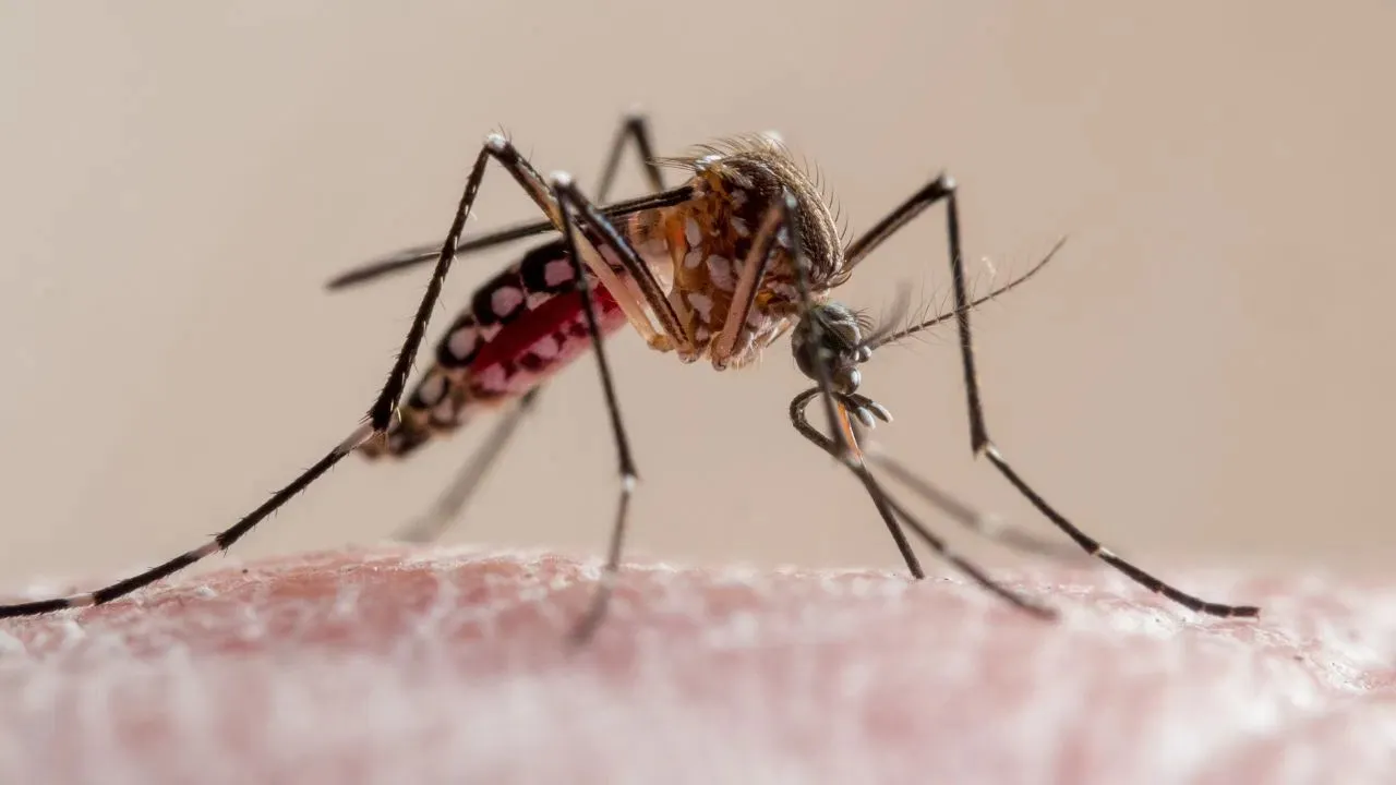 malaria