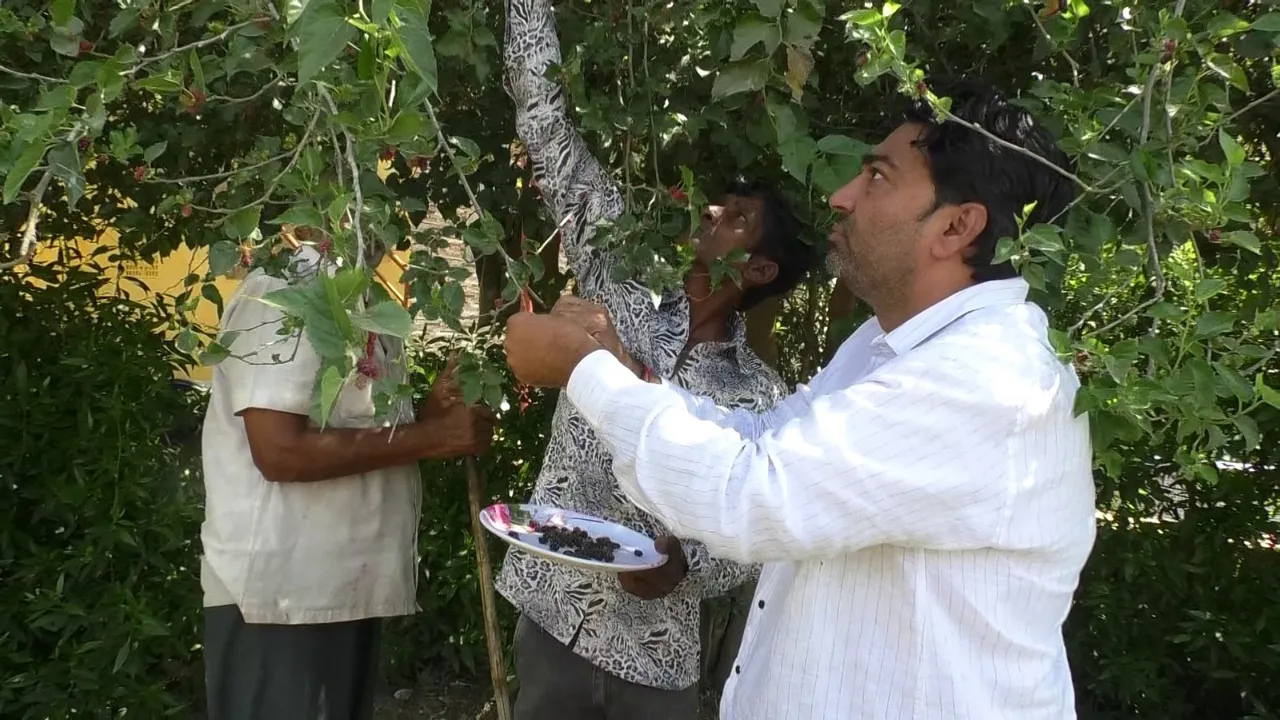 Shetur Cultivation