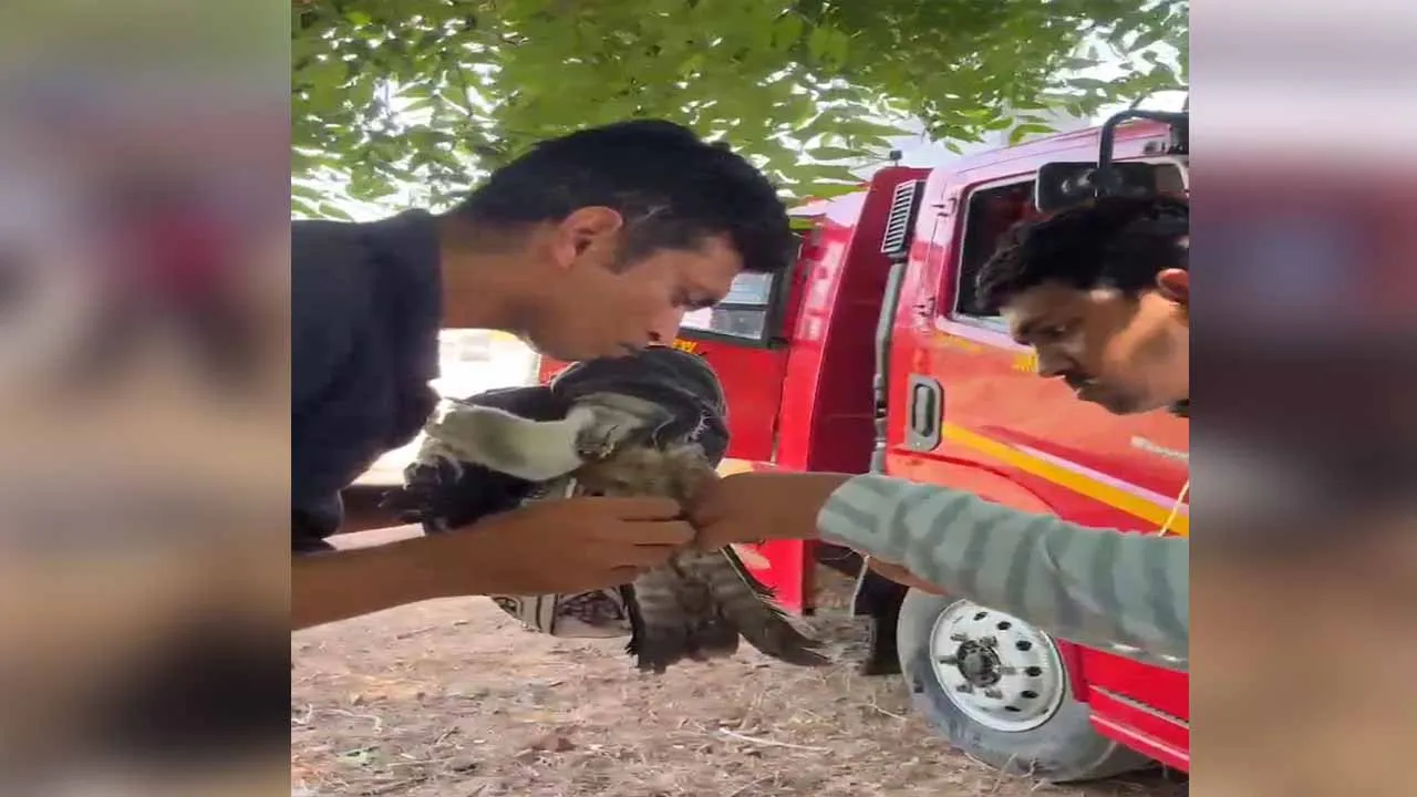 Birds Rescue