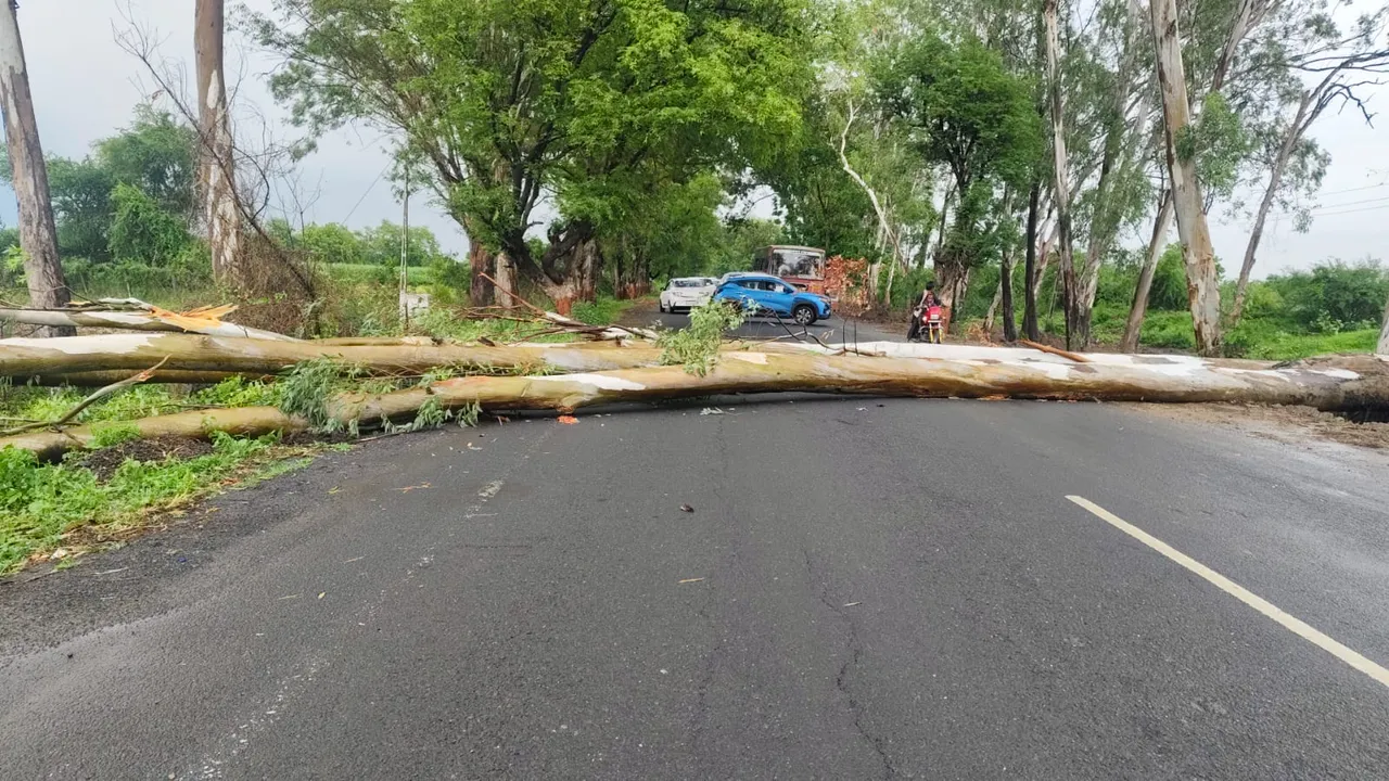 Tree Collapse